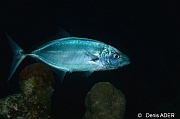 Caranx bartholomaei Carangue jaune-Bonaire Buddy Reef-5m-20180218nuit-Denis-ADER-DSC_6443_tn